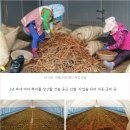 암예방·염증치료에 탁월한 효과 # 부안사람들 해황머위 # 머위 잎+뿌리 = 머위즙 구매