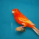 유복이네 이미지