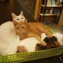 고양이 다락방 티스토리