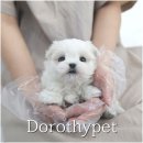 명덕농장 | 성주말티즈분양 아이를 잘 돌보고 싶다는 책임감