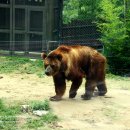 신축호랑이사 이미지