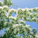 온천단지 이팝나무길 이미지