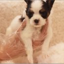 스타일독 이미지