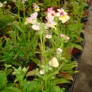 메시아농장 이미지