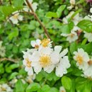 점곡초등학교 화장실 이미지