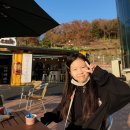 진도개 53카페 이미지