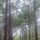 메타세콰이어 화장실 이미지