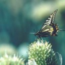 나비사랑 이미지