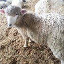 양은목장 이미지