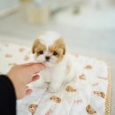 살롱드퍼피 이미지