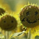 주)진농장 이미지