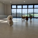 털로덮인친구들 달서점 이미지