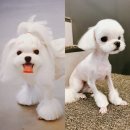 정다운애견미용 이미지