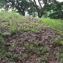 서리상반고려백자요지 이미지