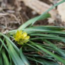 개복수초[Ranunculaceae (미나리아재비과) ＞ Adonis (복수초속) ＞ pseudoamurensis (개복수초)] 이미지