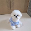 티아라 펫 이미지