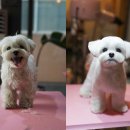 트레밍MM 이미지