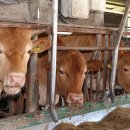 청산축산 이미지