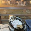 이쁘개즐겁개 | [보은,이쁘개즐겁개] 시설은 괜찮으나 불친절, 애견펜션 솔직후기