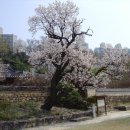 살구꽃핀마을은 이미지