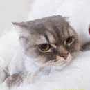 우아한개 이미지