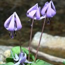 세류1 232 이미지