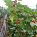 소담농장 이미지