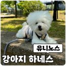 강아지하네스 NFC태그 반려견 정보확인 가능한 유니노스 후기