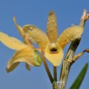 대조-004 이미지