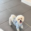 순둥이유치원 | 울산강아지유치원 복직하면서 보내기 시작한 후기