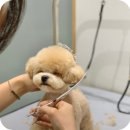 바니이발소 이미지