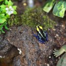 개똥이네&쥬쥬파파렙타일 | 쥬쥬파파렙타일 경주파충류샵 분양소식 1탄❤️