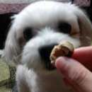 펫비스트로 이미지