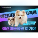 계룡애견 이미지