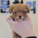 라이프독 강릉점 24시 강아지분양 고양이분양 이미지