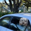 아카로아 이미지