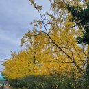 근덕초 궁촌분교장 이미지