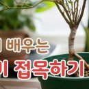 [치치의가드닝클래스]쉽게 배우는 장미 T자 접목하기_Grafting of Roses 이미지