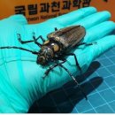 장수하늘소 이미지