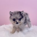 내품안의반려견광명점 이미지