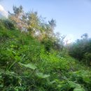 남해군고현보건지소 | 남파랑길46코스 새남해농협중현지소~구노량공영주차장, 남해바래길14코스 이순신호국길, 2025/05/25(일)