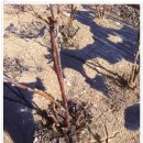 블랙커런트 재배방법 이미지