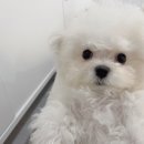 알곡켄넬 이미지