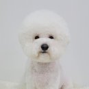 허니비 펫살롱 이미지