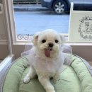 솜사탕 애견미용실 이미지