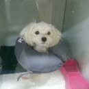 애니힐동물병원 이미지