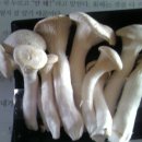 버섯마루 이미지