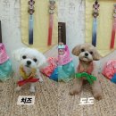 까까보개 이미지