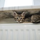 24시 아이동물메디컬센터 이미지