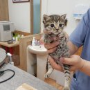 형제종합동물병원 이미지